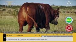 TAT U394 - S�O MANOEL