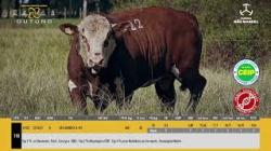 TAT U422 - S�O MANOEL
