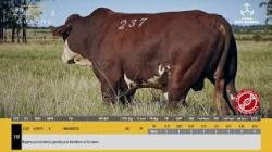 TAT U237 - S�O MANOEL