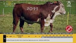 TAT W3011 - SIL�NCIO