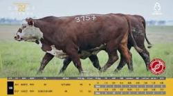 TAT X614 X3157 - SIL�NCIO
