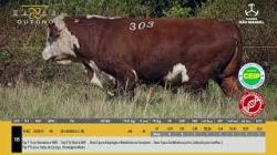 TAT U303 - S�O MANOEL