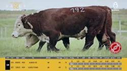 TAT X192 X227 - SIL�NCIO
