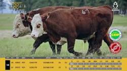 TAT X40 X61 - SIL�NCIO