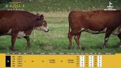 Vacas Prenhas - So Fernando