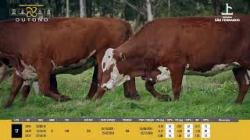 Vacas Prenhas - So Fernando