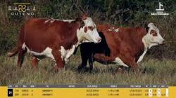 Vacas Prenhas - So Manoel