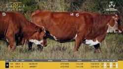 Vacas Prenhas - So Manoel