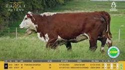 Vacas Prenhas - Silncio