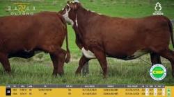 Vacas Prenhas - Silncio