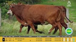 Vacas Prenhas - Silncio
