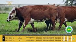 Vacas Prenhas - Silncio
