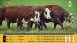 Vacas Prenhas - Silncio
