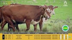 Vacas Prenhas - Silncio