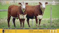 Vacas Prenhas - Silncio