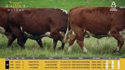 Vacas Prenhas - Silncio