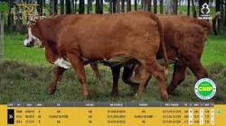 Vacas Prenhas - Silncio