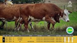 Vacas Prenhas - Silncio