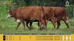 Vacas Prenhas - Silncio