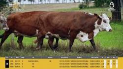 Vacas Prenhas - Silncio
