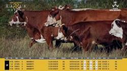 Vacas Prenhas C/cria - So Manoel