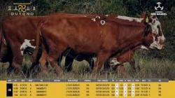Vacas Prenhas C/cria - So Manoel