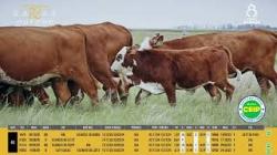 Vacas Prenhas C/cria - Silncio