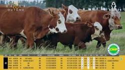 Vacas Prenhas C/cria - Silncio