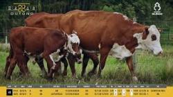 Vacas Prenhas C/cria - Silncio