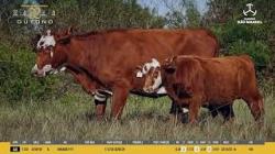 Vaca C/cria - So Manoel