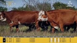 Vacas C/cria - So Manoel