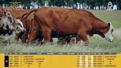 Vacas C/cria - Silncio