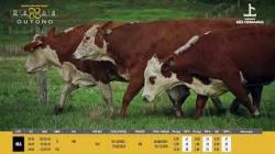 Vacas Prenhas B/OD - So Fernando
