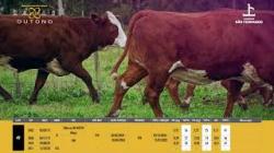 Vacas Prenhas B/OD - So Fernando