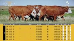 Vacas Prenhas OD - Silncio