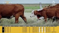 Vacas OD Prenhas C/cria - Silncio