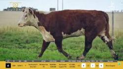 Vacas PO Prenhas - So Fernando