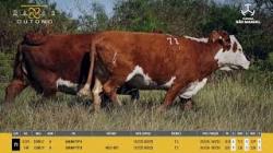 Vacas H Prenhas - So Manoel