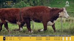 Vacas H Prenhas - Silncio