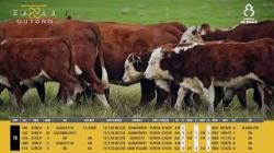 Vacas H/HH Prenhas C/cria - Silncio