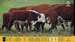 Vacas H Prenhas - Silncio