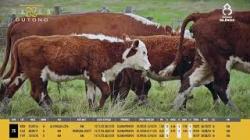 Vacas H Prenhas C/cria - Silncio
