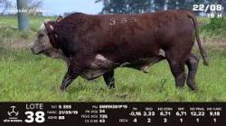 lote 38 - TAT S355
