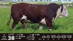 lote 38 - TAT S408