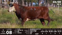 lote 08