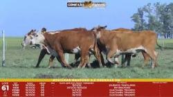 L 61 - 5 Novilhas Braford 2,5a Prenhas - Sil�ncio