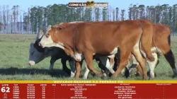 L 62 - 6 Novilhas Braford 2,5a Prenhas - Sil�ncio
