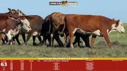 L 63 - 10 Novilhas Braford 2,5a Prenhas - Sil�ncio
