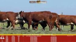 L 64 - 6 Novilhas Braford 2,5a Prenhas - Sil�ncio