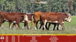 L 65 - 6 Novilhas Braford 2,5a Prenhas - Sil�ncio